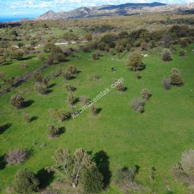 Çanakkale Ezine Yaylacık Köyünde 751 parsel numaralı satılık tarla