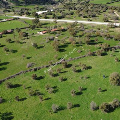 Çanakkale Ezine Yaylacık Köyünde 751 parsel numaralı satılık tarla